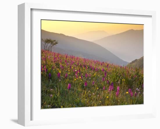 Italy, Umbria, Forca Canapine, Pink Orchids Growing at the Forca Canapine, Monti Sibillini National-Katie Garrod-Framed Photographic Print