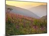 Italy, Umbria, Forca Canapine, Pink Orchids Growing at the Forca Canapine, Monti Sibillini National-Katie Garrod-Mounted Photographic Print