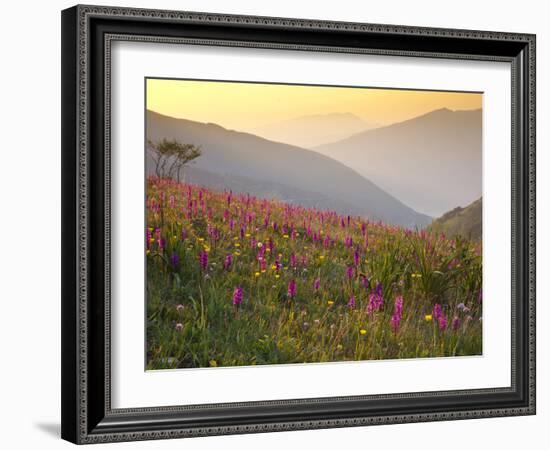 Italy, Umbria, Forca Canapine, Pink Orchids Growing at the Forca Canapine, Monti Sibillini National-Katie Garrod-Framed Photographic Print