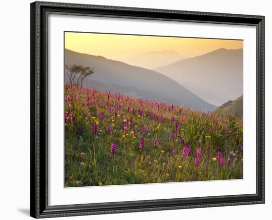 Italy, Umbria, Forca Canapine, Pink Orchids Growing at the Forca Canapine, Monti Sibillini National-Katie Garrod-Framed Photographic Print
