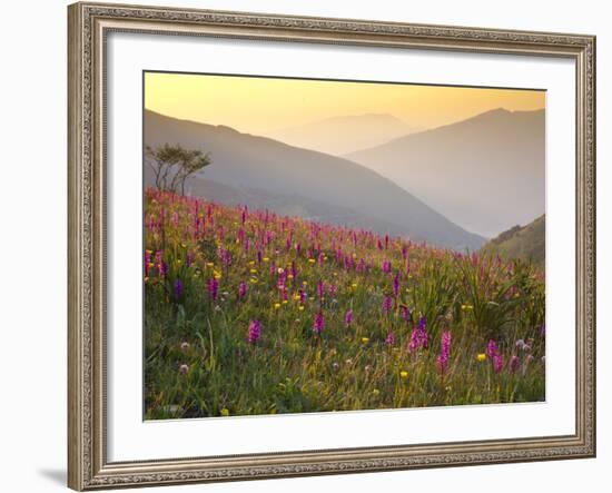 Italy, Umbria, Forca Canapine, Pink Orchids Growing at the Forca Canapine, Monti Sibillini National-Katie Garrod-Framed Photographic Print