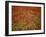 Italy, Umbria, Norcia, Poppies Growing in Barley Fields Near Norcia-Katie Garrod-Framed Photographic Print