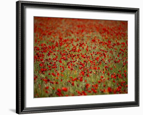 Italy, Umbria, Norcia, Poppies Growing in Barley Fields Near Norcia-Katie Garrod-Framed Photographic Print