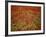 Italy, Umbria, Norcia, Poppies Growing in Barley Fields Near Norcia-Katie Garrod-Framed Photographic Print