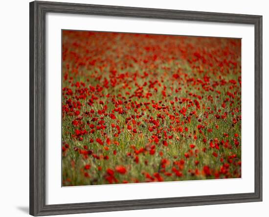 Italy, Umbria, Norcia, Poppies Growing in Barley Fields Near Norcia-Katie Garrod-Framed Photographic Print