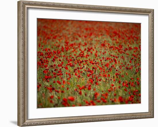 Italy, Umbria, Norcia, Poppies Growing in Barley Fields Near Norcia-Katie Garrod-Framed Photographic Print