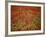 Italy, Umbria, Norcia, Poppies Growing in Barley Fields Near Norcia-Katie Garrod-Framed Photographic Print