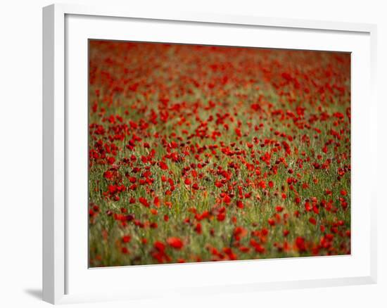 Italy, Umbria, Norcia, Poppies Growing in Barley Fields Near Norcia-Katie Garrod-Framed Photographic Print