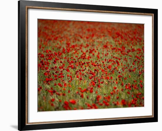 Italy, Umbria, Norcia, Poppies Growing in Barley Fields Near Norcia-Katie Garrod-Framed Photographic Print