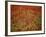 Italy, Umbria, Norcia, Poppies Growing in Barley Fields Near Norcia-Katie Garrod-Framed Photographic Print