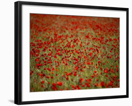 Italy, Umbria, Norcia, Poppies Growing in Barley Fields Near Norcia-Katie Garrod-Framed Photographic Print