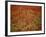 Italy, Umbria, Norcia, Poppies Growing in Barley Fields Near Norcia-Katie Garrod-Framed Photographic Print