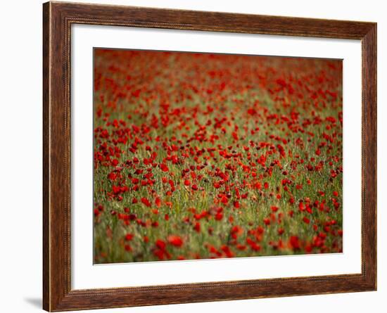 Italy, Umbria, Norcia, Poppies Growing in Barley Fields Near Norcia-Katie Garrod-Framed Photographic Print