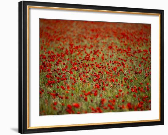 Italy, Umbria, Norcia, Poppies Growing in Barley Fields Near Norcia-Katie Garrod-Framed Photographic Print