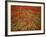 Italy, Umbria, Norcia, Poppies Growing in Barley Fields Near Norcia-Katie Garrod-Framed Photographic Print