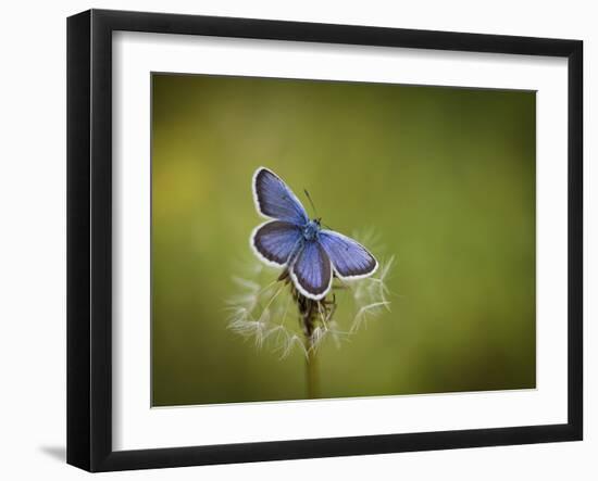 Italy, Umbria, Norcia, Purple Butterfly on a Dandelion-Katie Garrod-Framed Photographic Print