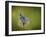 Italy, Umbria, Norcia, Purple Butterfly on a Dandelion-Katie Garrod-Framed Photographic Print