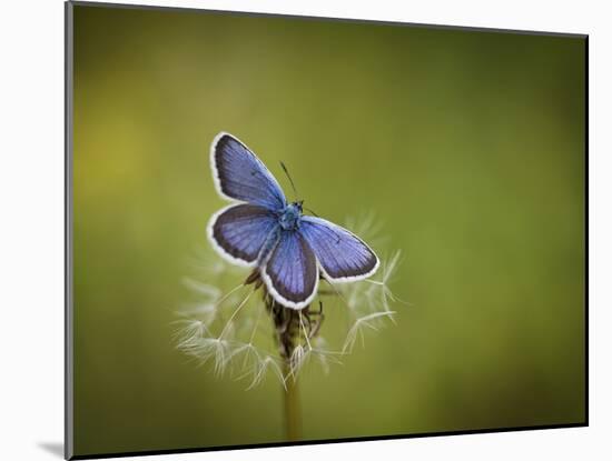 Italy, Umbria, Norcia, Purple Butterfly on a Dandelion-Katie Garrod-Mounted Photographic Print