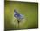 Italy, Umbria, Norcia, Purple Butterfly on a Dandelion-Katie Garrod-Mounted Photographic Print