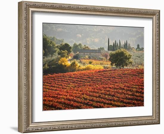 Italy, Umbria, Perugia District, Autumnal Vineyards Near Montefalco-Francesco Iacobelli-Framed Photographic Print