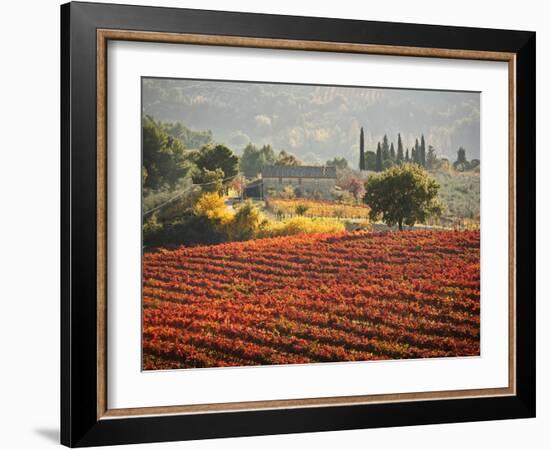 Italy, Umbria, Perugia District, Autumnal Vineyards Near Montefalco-Francesco Iacobelli-Framed Photographic Print