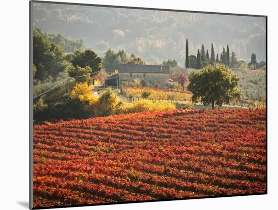 Italy, Umbria, Perugia District, Autumnal Vineyards Near Montefalco-Francesco Iacobelli-Mounted Photographic Print