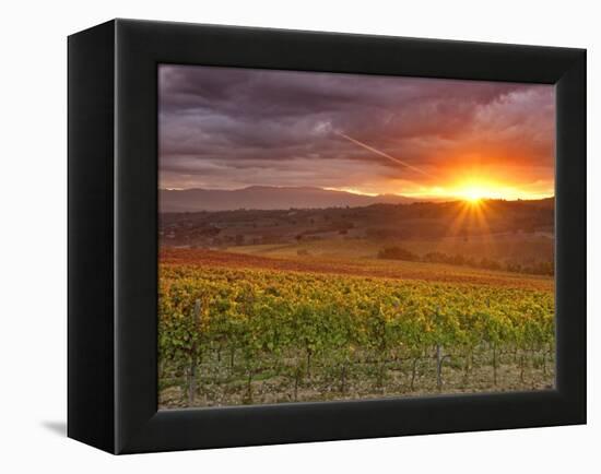 Italy, Umbria, Perugia District, Autumnal Vineyards Near Montefalco-Francesco Iacobelli-Framed Premier Image Canvas