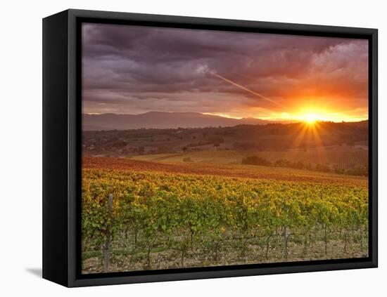 Italy, Umbria, Perugia District, Autumnal Vineyards Near Montefalco-Francesco Iacobelli-Framed Premier Image Canvas