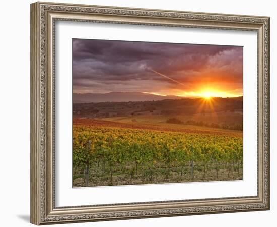 Italy, Umbria, Perugia District, Autumnal Vineyards Near Montefalco-Francesco Iacobelli-Framed Photographic Print