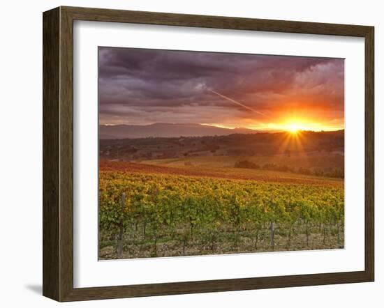 Italy, Umbria, Perugia District, Autumnal Vineyards Near Montefalco-Francesco Iacobelli-Framed Photographic Print