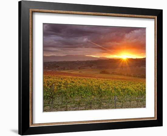 Italy, Umbria, Perugia District, Autumnal Vineyards Near Montefalco-Francesco Iacobelli-Framed Photographic Print