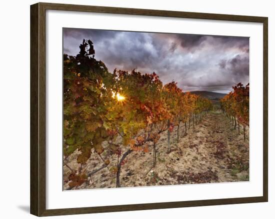 Italy, Umbria, Perugia District, Autumnal Vineyards Near Montefalco-Francesco Iacobelli-Framed Photographic Print