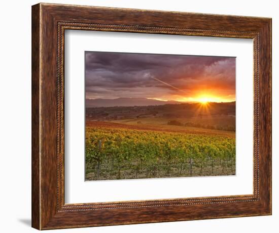 Italy, Umbria, Perugia District, Autumnal Vineyards Near Montefalco-Francesco Iacobelli-Framed Photographic Print