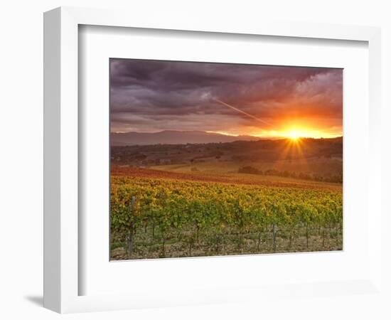 Italy, Umbria, Perugia District, Autumnal Vineyards Near Montefalco-Francesco Iacobelli-Framed Photographic Print