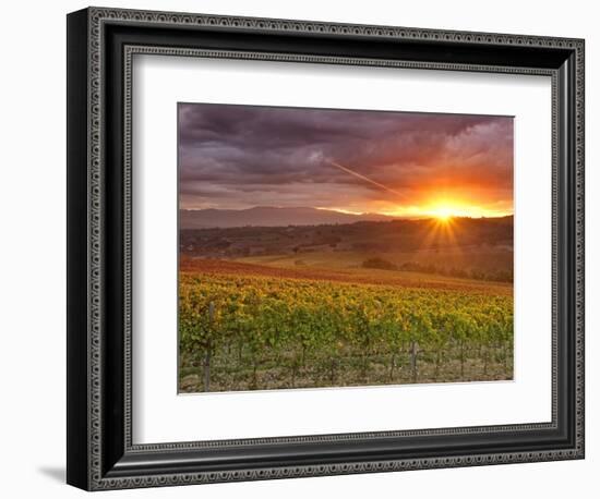 Italy, Umbria, Perugia District, Autumnal Vineyards Near Montefalco-Francesco Iacobelli-Framed Photographic Print