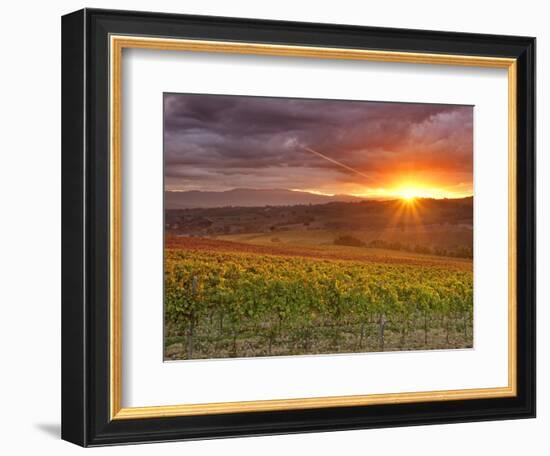 Italy, Umbria, Perugia District, Autumnal Vineyards Near Montefalco-Francesco Iacobelli-Framed Photographic Print