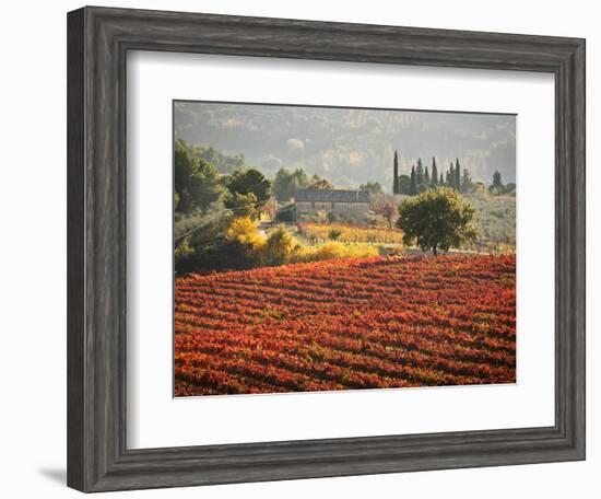 Italy, Umbria, Perugia District, Autumnal Vineyards Near Montefalco-Francesco Iacobelli-Framed Photographic Print