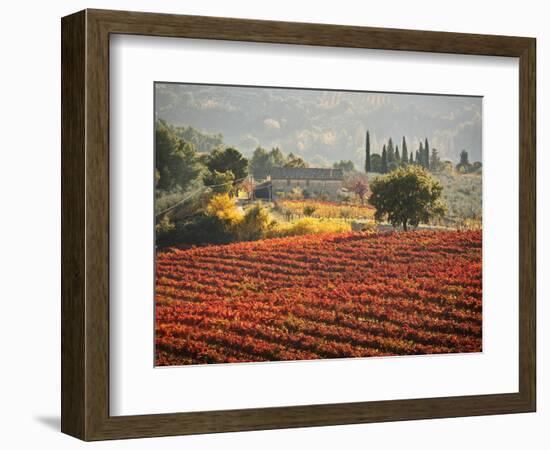 Italy, Umbria, Perugia District, Autumnal Vineyards Near Montefalco-Francesco Iacobelli-Framed Photographic Print