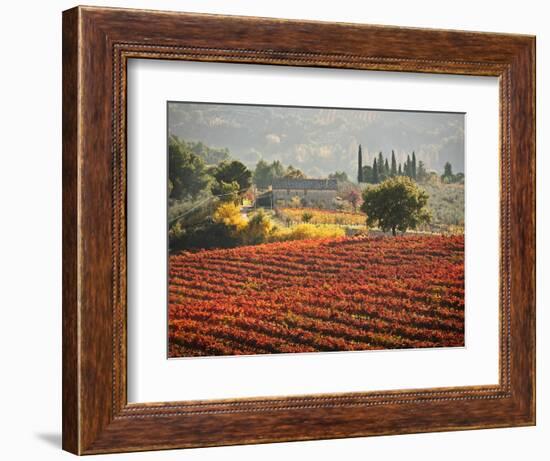 Italy, Umbria, Perugia District, Autumnal Vineyards Near Montefalco-Francesco Iacobelli-Framed Photographic Print