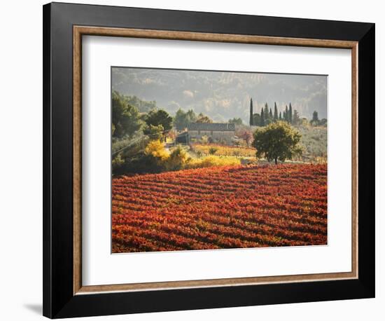 Italy, Umbria, Perugia District, Autumnal Vineyards Near Montefalco-Francesco Iacobelli-Framed Photographic Print