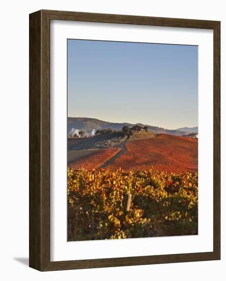 Italy, Umbria, Perugia District, Dawn over the Autumnal Vineyards Near Montefalco-Francesco Iacobelli-Framed Photographic Print