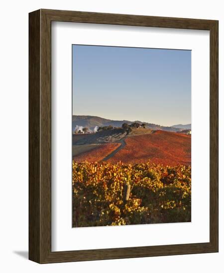Italy, Umbria, Perugia District, Dawn over the Autumnal Vineyards Near Montefalco-Francesco Iacobelli-Framed Photographic Print