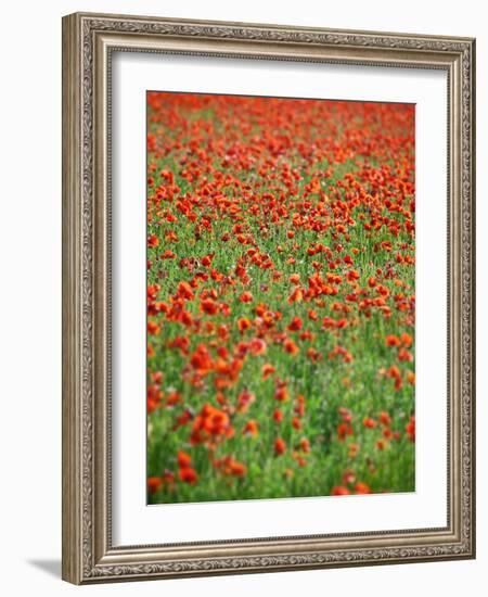 Italy, Umbria, Perugia District, Poppy Field-Francesco Iacobelli-Framed Photographic Print