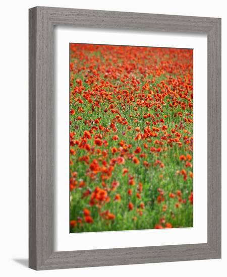 Italy, Umbria, Perugia District, Poppy Field-Francesco Iacobelli-Framed Photographic Print