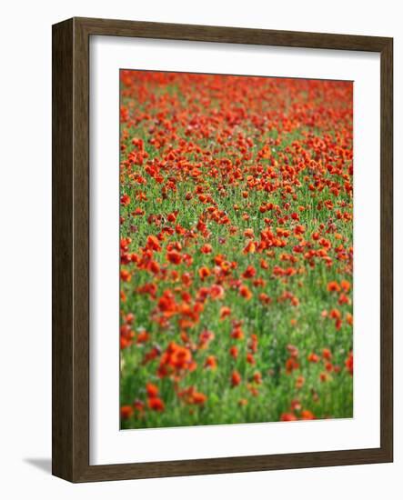 Italy, Umbria, Perugia District, Poppy Field-Francesco Iacobelli-Framed Photographic Print