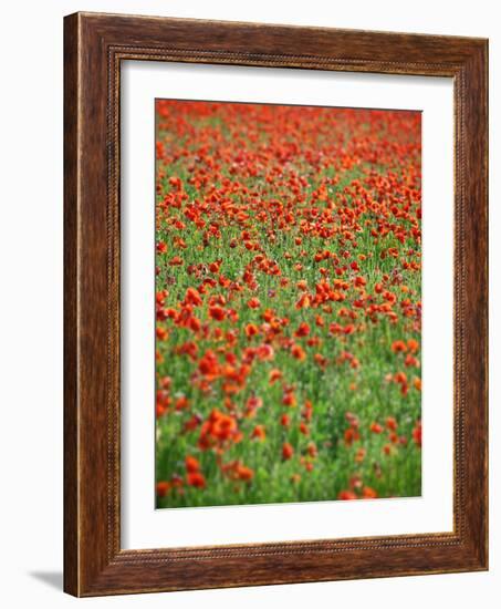 Italy, Umbria, Perugia District, Poppy Field-Francesco Iacobelli-Framed Photographic Print