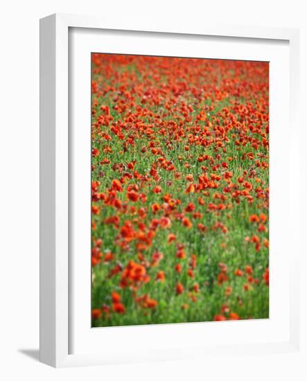 Italy, Umbria, Perugia District, Poppy Field-Francesco Iacobelli-Framed Photographic Print