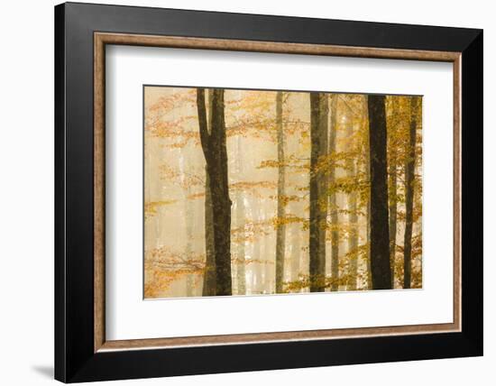 Italy, Veneto, Beech Trees-Andrea Pavan-Framed Photographic Print