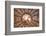 Italy, Veneto, Padua. the Painted Vault of the Church of San Gaetano.-Ken Scicluna-Framed Photographic Print