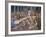 Italy, Veneto Region, Padua, Padua Cathedral, Baptistry, Stories of the New Testament-null-Framed Giclee Print